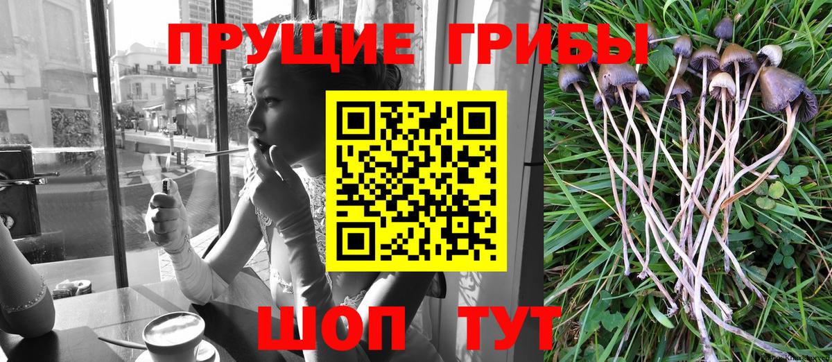 Галлюциногенные грибы GOLDEN TEACHER  где купить   Галлюциногенные грибы Psilocybine cubensis  Липецк  Вход с VPN 